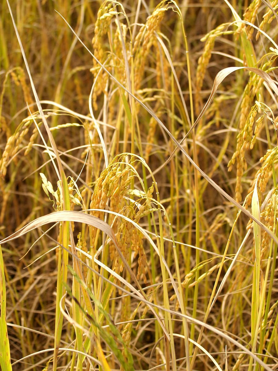 agriculture, asia, autumn, botany, cereal, cereal plant, crop, HD wallpaper