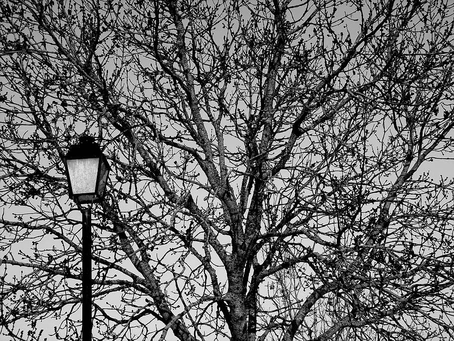 tree, branches, season, winter, wood, lantern, nature, winter landscape HD wallpaper