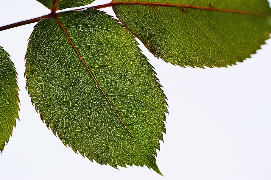 leaf, rose, plant, nature, green, background, green color, plant part HD wallpaper