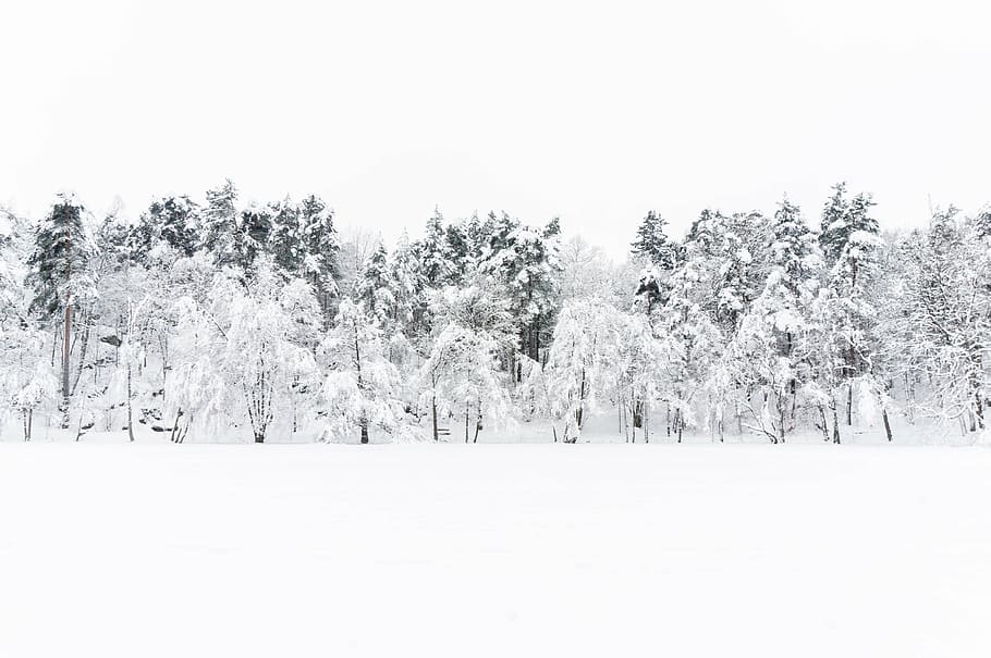 winter, snow, north, white, nature, environmental, tree, cold - Temperature HD wallpaper