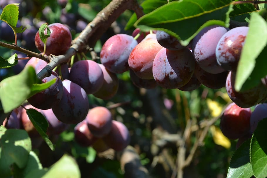 cultivation, plums, organic, food and drink, healthy eating HD wallpaper