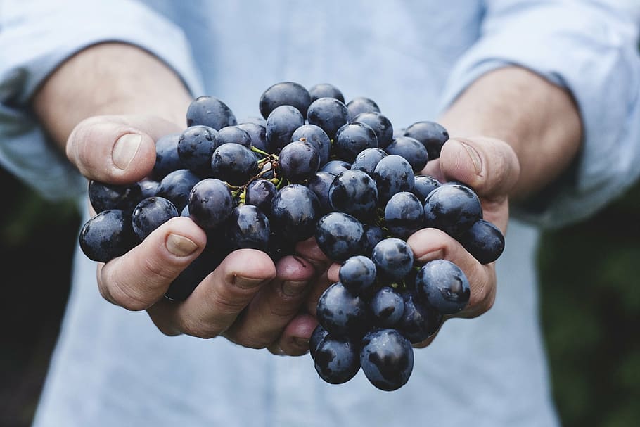 grapes fruit, bunch, person, holding, harvest, ripe, organic HD wallpaper