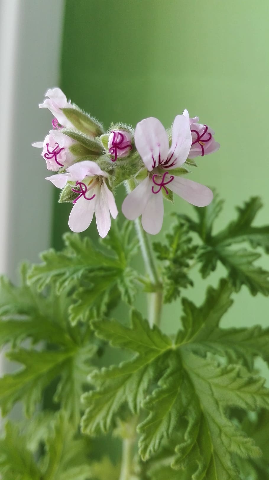 flower, geranium, flowering, green, tiny, plant, flowering plant HD wallpaper
