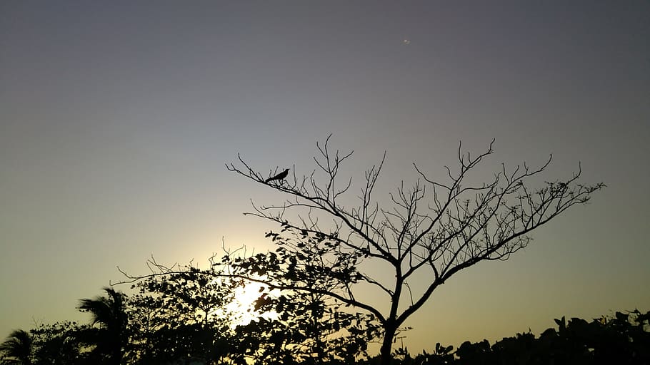 tree, nature, sky, landscape, dawn, plant, silhouette, beauty in nature HD wallpaper
