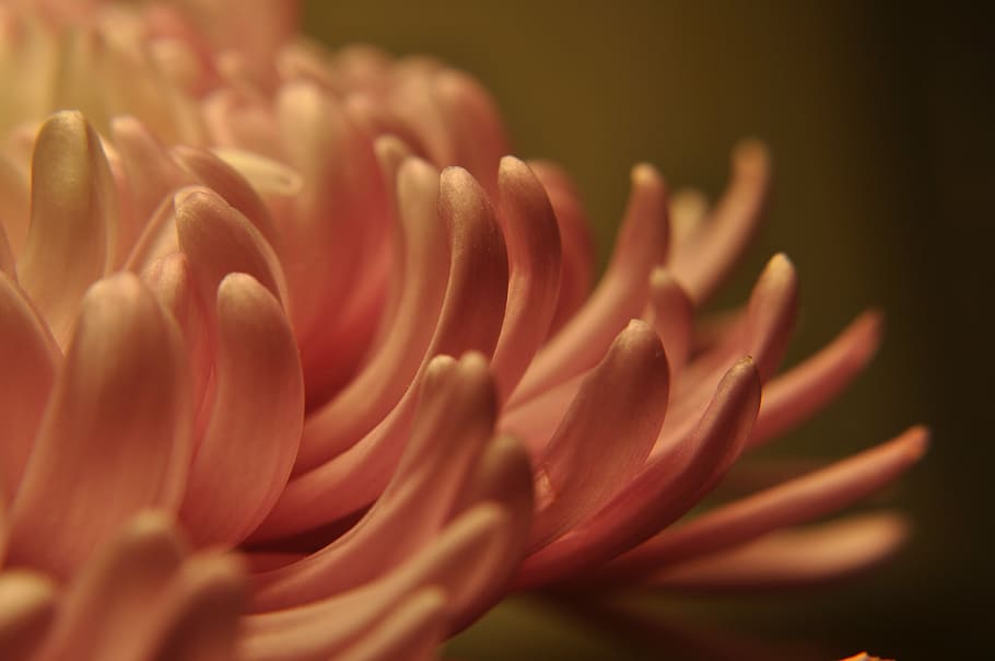 close-up photo of pink mums flower, floral, petals, flowing HD wallpaper