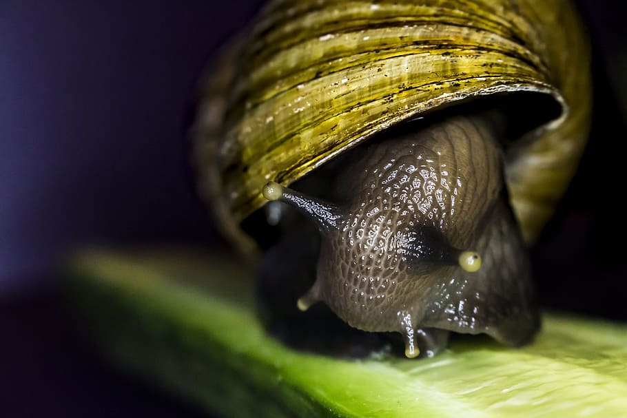 brown snail on focus photo with black background, pet, animal HD wallpaper