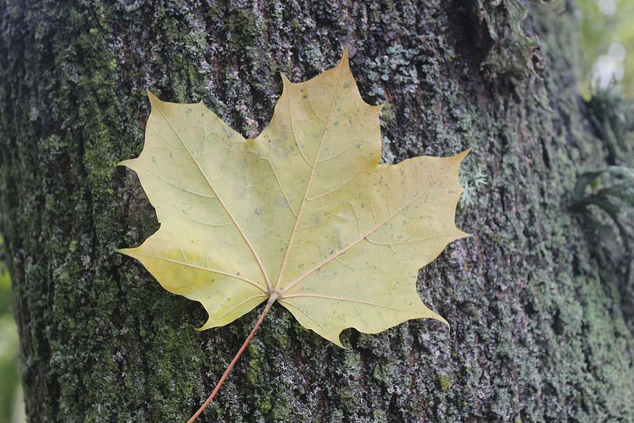 leave, nature, natural, tree, season, forest, yellow, color HD wallpaper