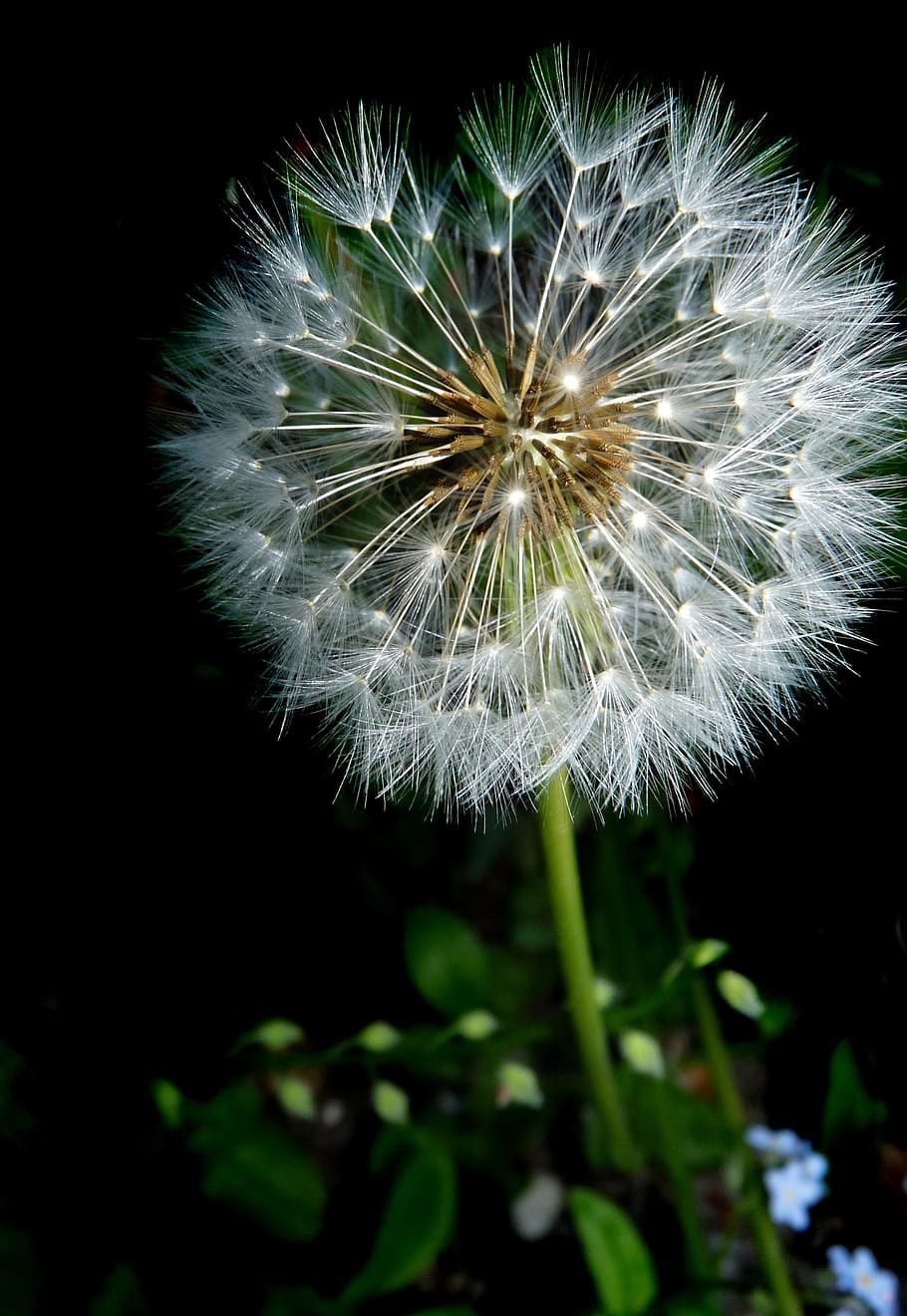 dandelion, seed head, fragile, fragility, flower, vulnerability HD wallpaper