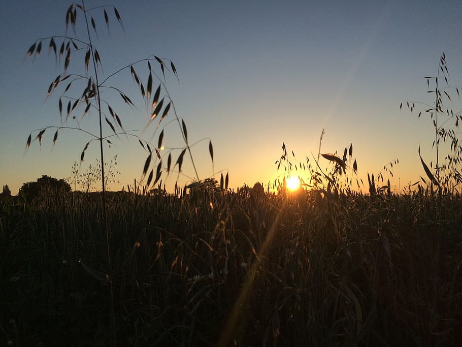 sunset, field, west, landscape, evening, sky, nature, dark HD wallpaper