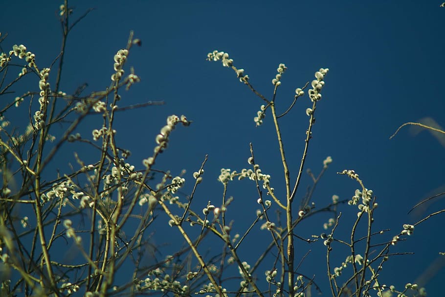 spring, tree, palm, nature, blue, flower, plant, sky, growth HD wallpaper