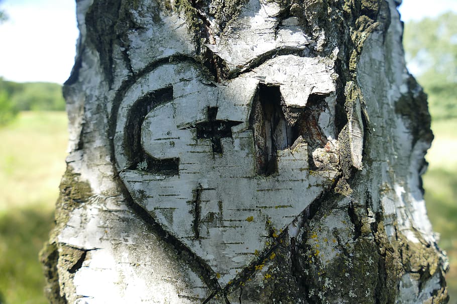 brown tree trunk, birch, bark, heart, initials, love, promise HD wallpaper