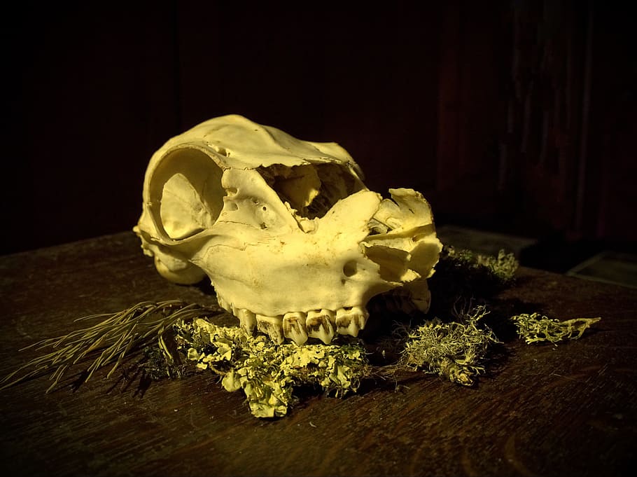 skull, animal, death, decay, end, mortal, bone, dead, skeleton, HD wallpaper