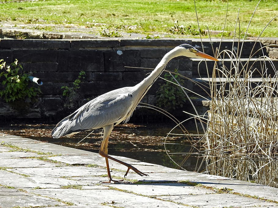 Fish, Eater, Grey Heron, Eastern, fish eater, intervention HD wallpaper