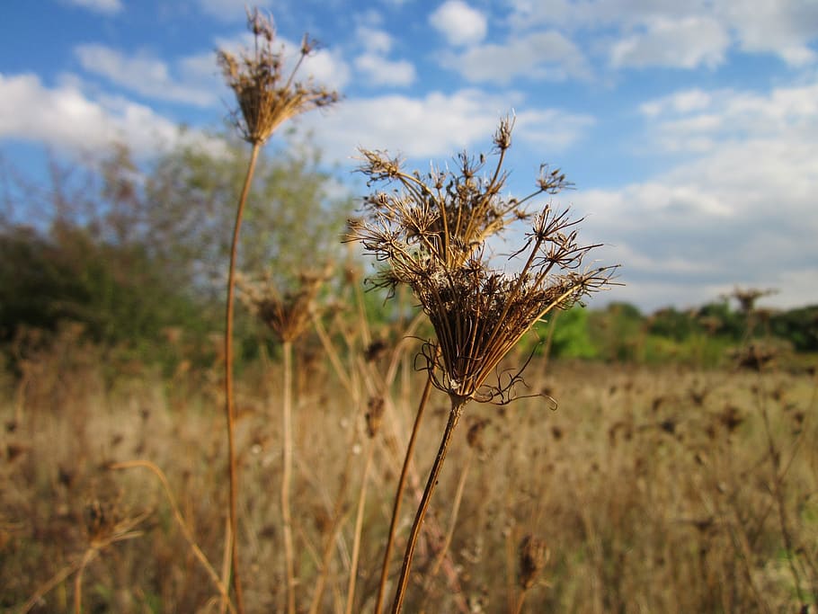 daucus carota, wild carrot, botany, wildflower, flora, species