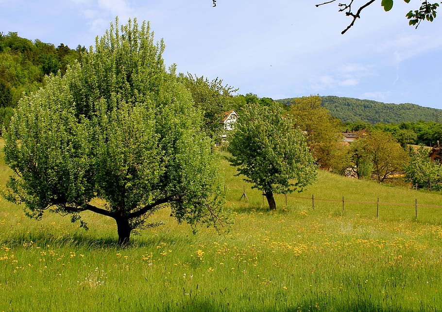 nature, tree, landscape, meadow, plant, growth, beauty in nature HD wallpaper