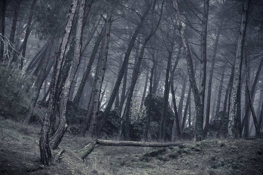 forest in grayscale photography, cloud, fog, breakage, trunk HD wallpaper