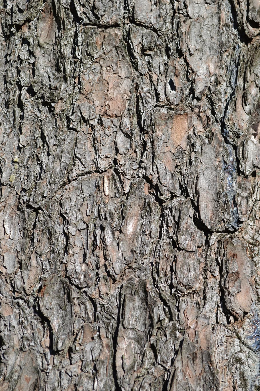 brown surface, bark, tree, texture, textured, trunk, pattern HD wallpaper