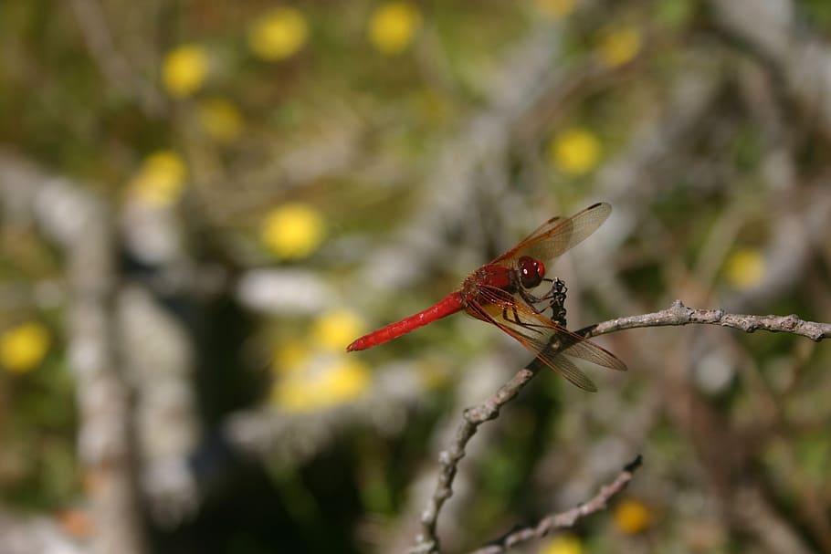 dragonfly, bug, insect, wings, nature, summer, biology, outdoor HD wallpaper