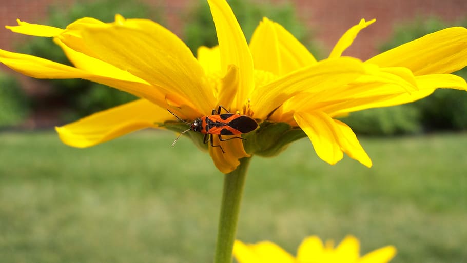 yellow, flower, nature, spring, plant, blossom, outdoor, sunny HD wallpaper