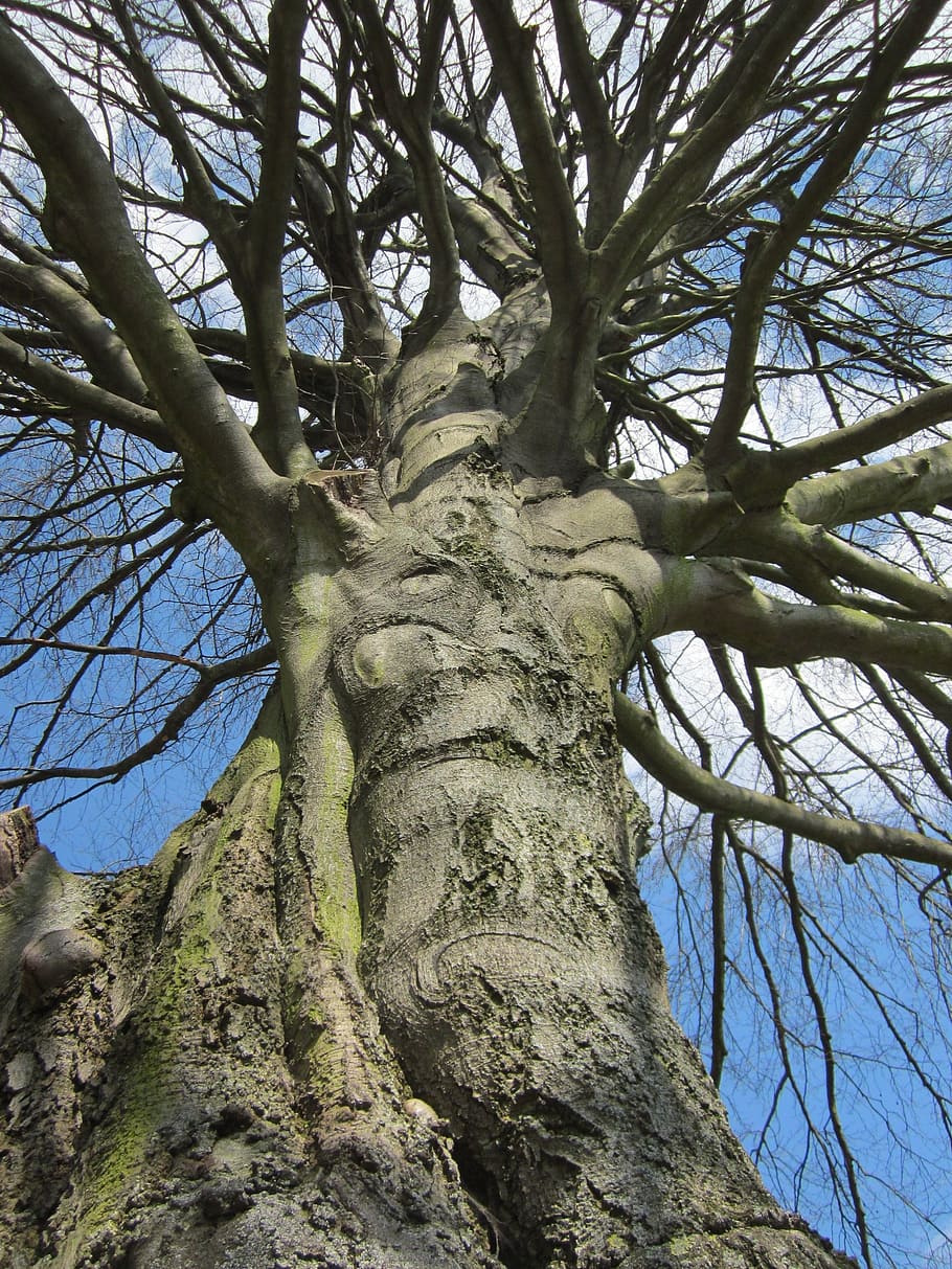 fagus sylvatica, european beech, common beech, tree, plant HD wallpaper