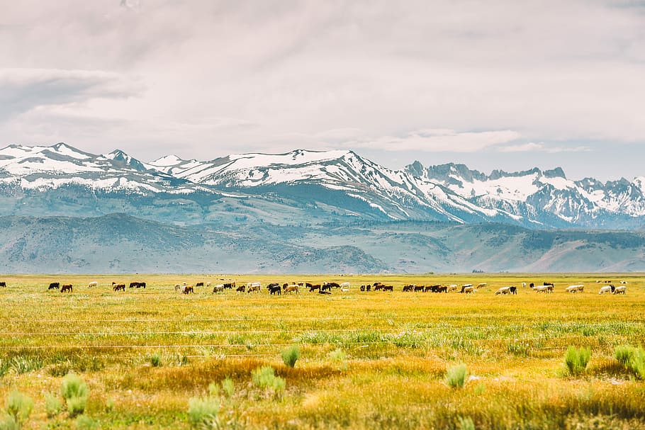 mountain in front of field, snow cap mountain over group of animals HD wallpaper