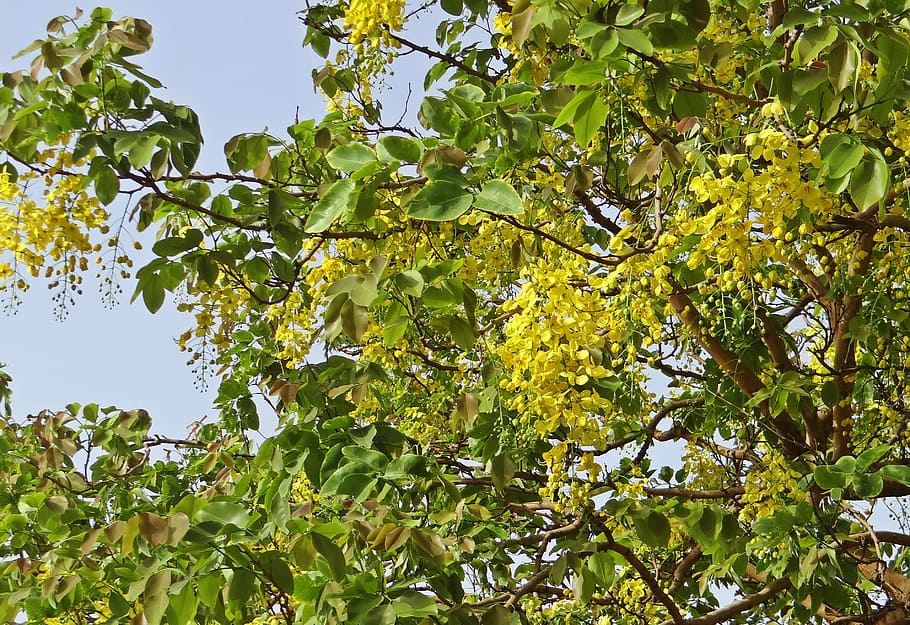 cassia fistula, golden shower tree, amaltas, flowers, yellow