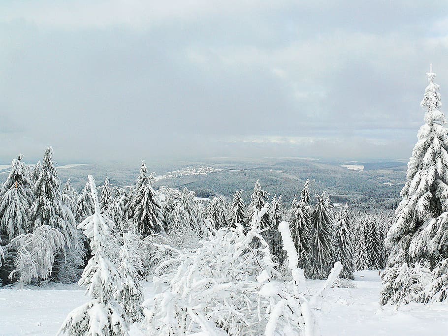 Winter, Winter, Idyll, Landscape, Trees, winter idyll, nature HD wallpaper