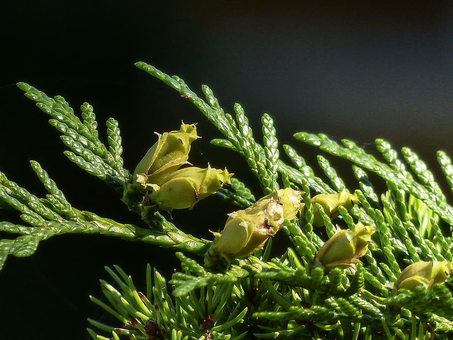 buds, blossom, bloom, bunch, cedar, tree, forest, green, close-up HD wallpaper