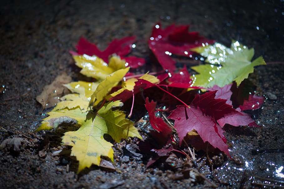 fall, leaves, water, leaf, plant part, change, nature, maple leaf HD wallpaper
