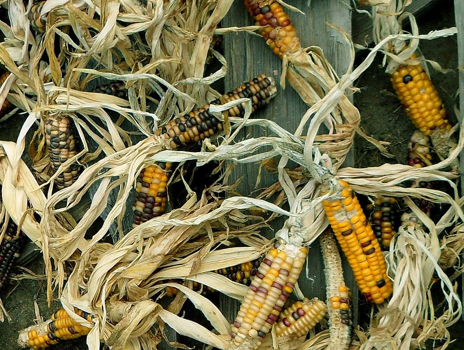 corn, harvest, maize, autumn, agricultural, produce, vegetable HD wallpaper