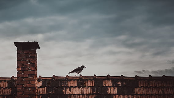 HD wallpaper: gray roof tiles, slate, tile roof, flagstone, back, bird