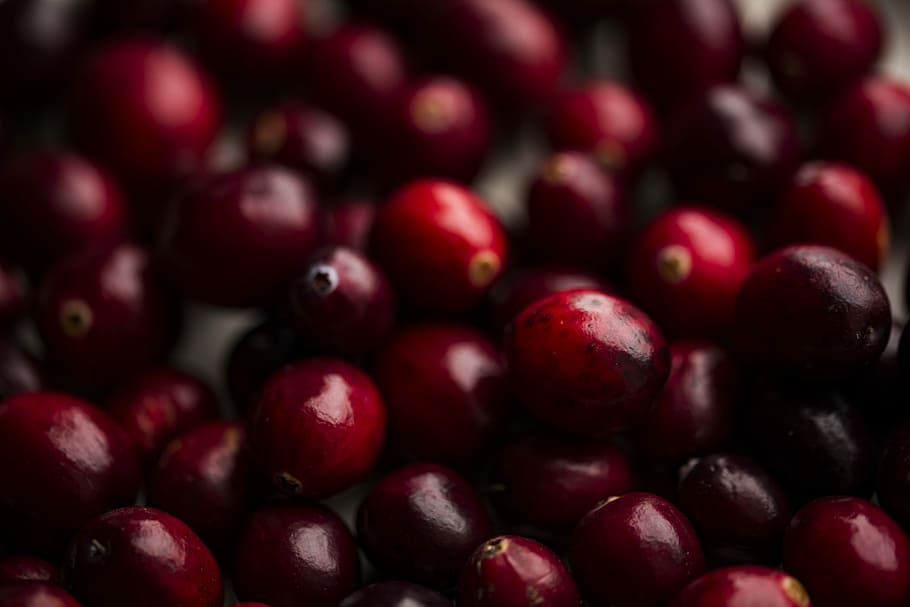 shallow focus photography of red berry lot, red berries, cranberry HD wallpaper