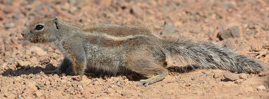 Ground Squirrel, Animal, animals in the wild, animal wildlife HD wallpaper