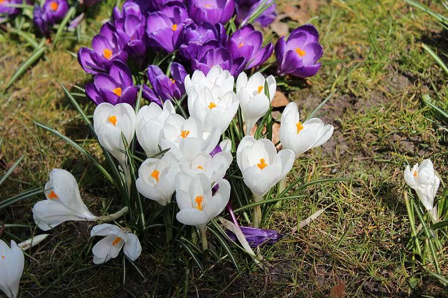 flowers, spring, landscape, summer, bloom, flowering plant HD wallpaper