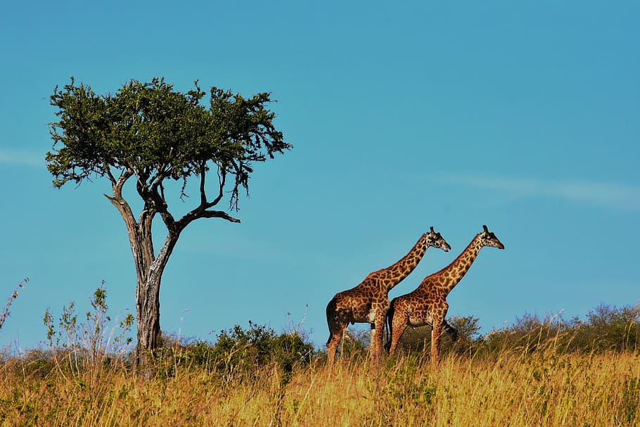 HD wallpaper: two giraffes near tree, wildlife, africa, tanzania ...