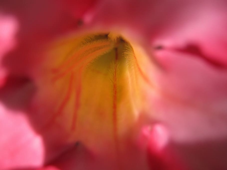 flower, close, pink, yellow, magenta, flower container, inner HD wallpaper