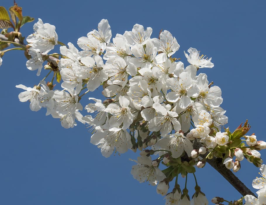 spring, flowers, cherry wood, flowering plant, freshness, beauty in nature HD wallpaper