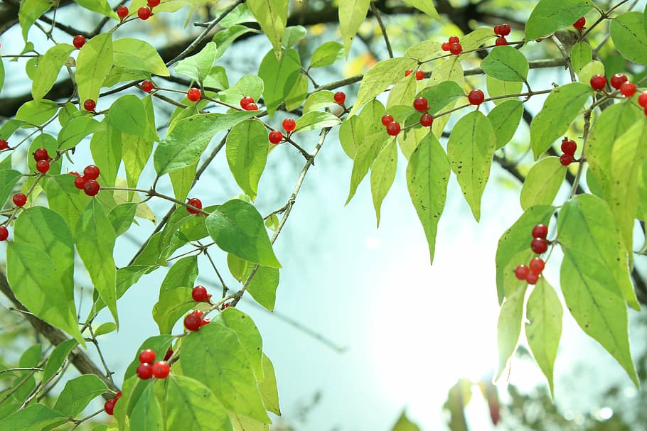 berries, water, reflection, plant part, leaf, red, growth, fruit HD wallpaper