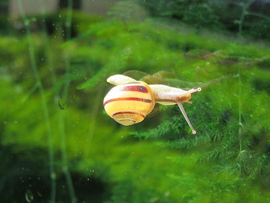 Snail, Window, Crawling, Cochlea, snails, slowly, animals, reflection HD wallpaper