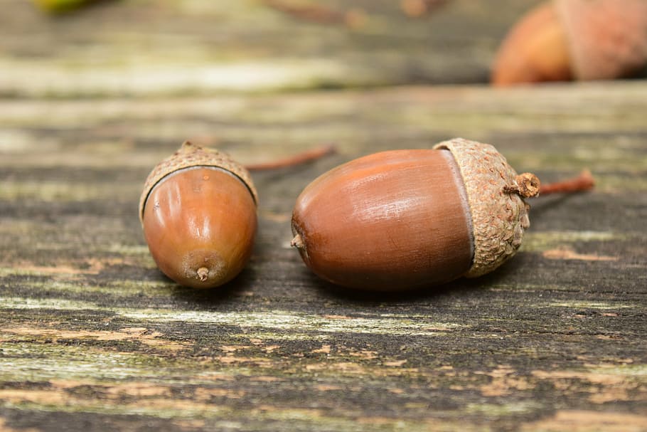 shallow focus photography of two nuts, acorns, close, background HD wallpaper