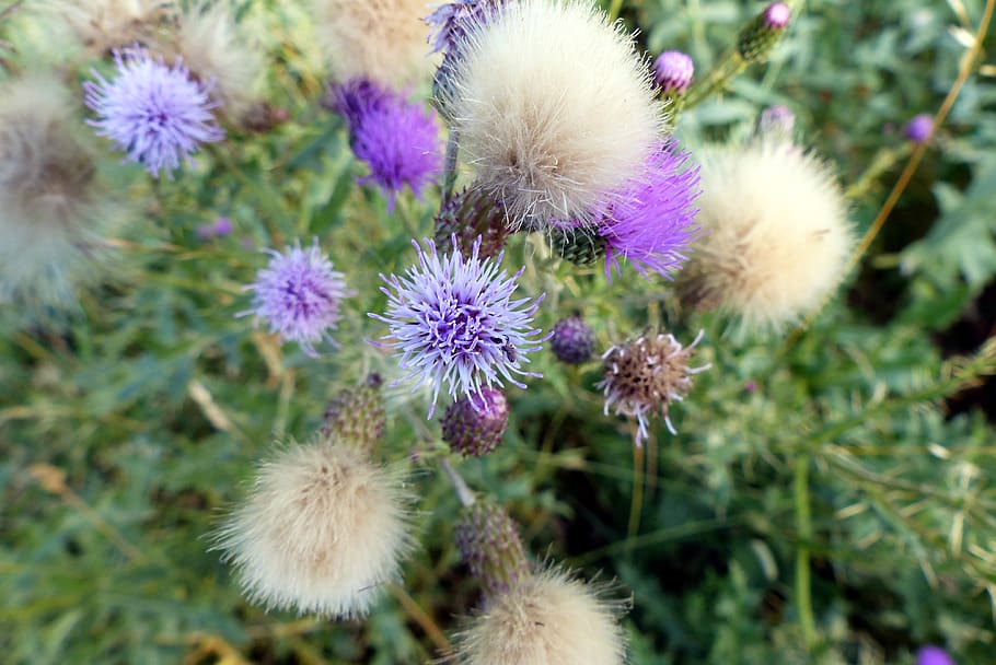 flowers, wild, spring, plant, flowering plant, freshness, growth HD wallpaper