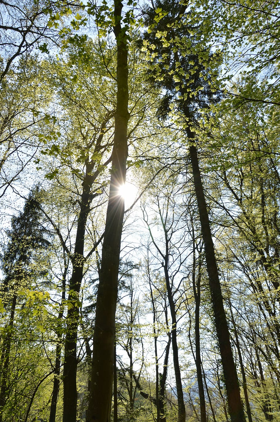 forest, sun, trees, spring, atmospheric, lichtspiel, nature HD wallpaper
