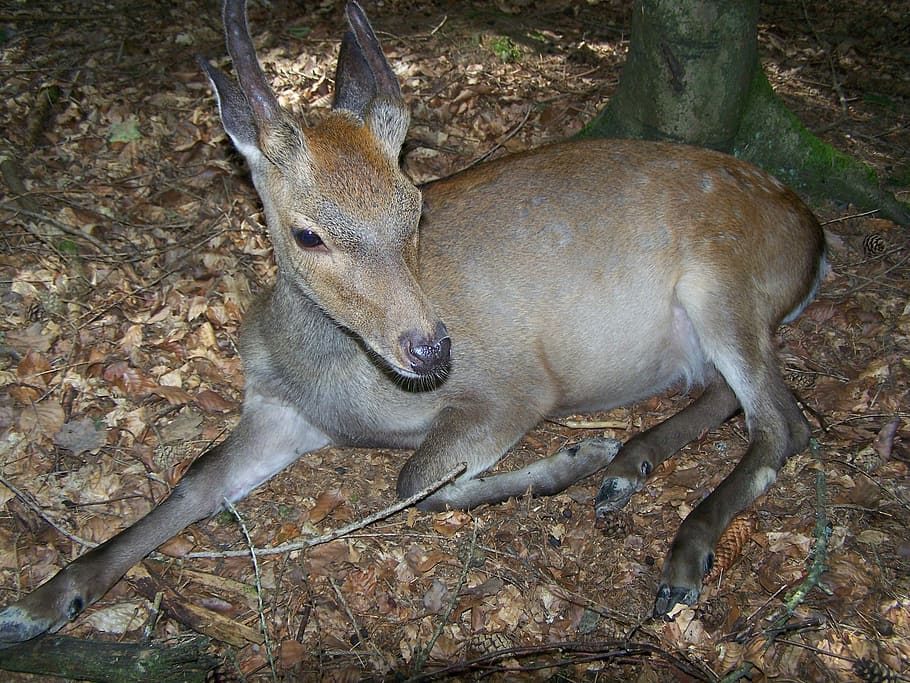roe deer, wild, close, vigilant, young animal, animal themes HD wallpaper