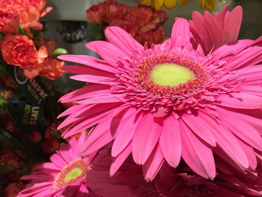 gerber daisy, flower, pink, blossom, floral, bloom, nature HD wallpaper