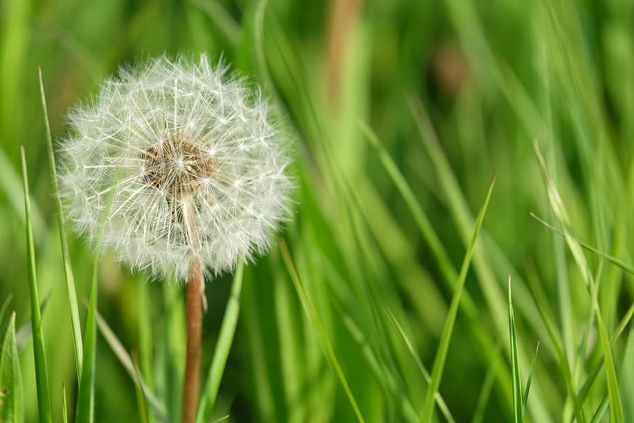 nature, weed, grass, spring, meadow, green, natural, dandelion flower HD wallpaper