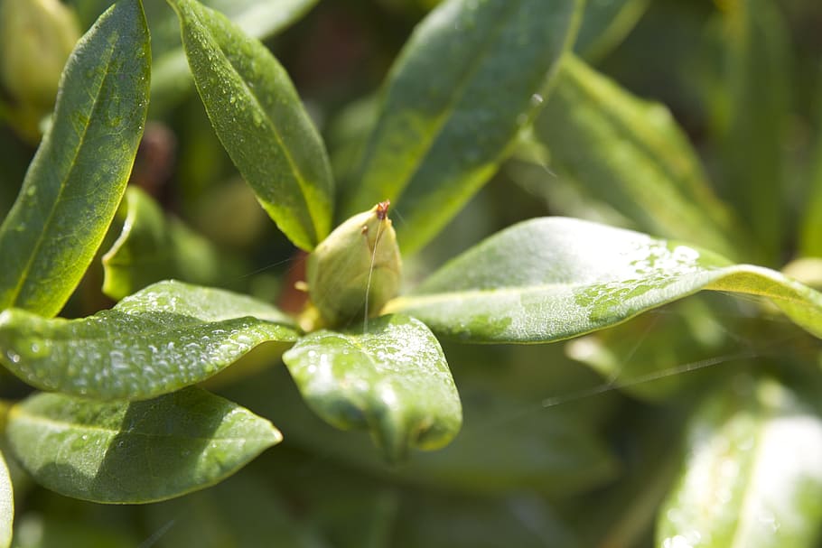 macro, nature, colors, flower, green, plant, green color, growth HD wallpaper