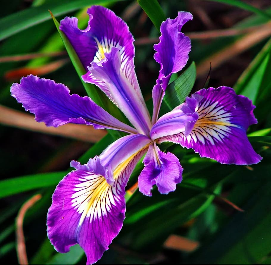 lilly, flower, nature, flowering plant, vulnerability, fragility HD wallpaper