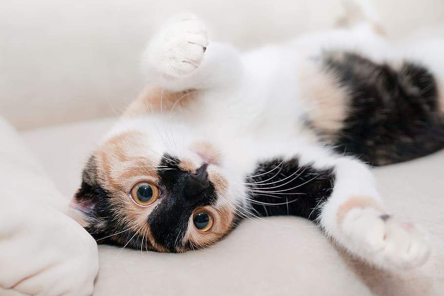 white and black cat lying on sofa, calico, kitten, brown, favorite HD wallpaper