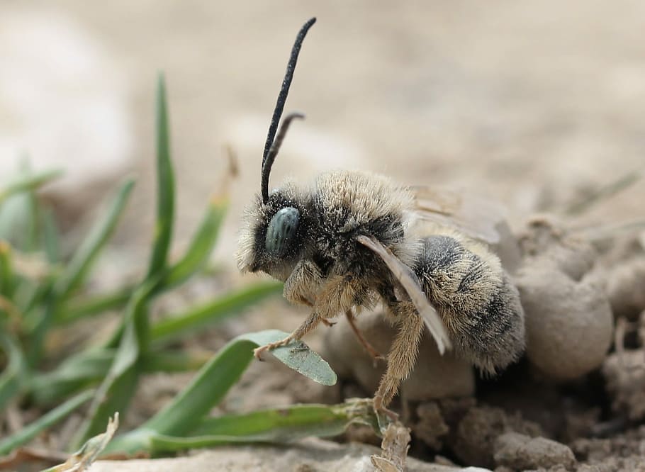 bee, insecta, macro, wild, ground, nature, detail, wings, one animal HD wallpaper