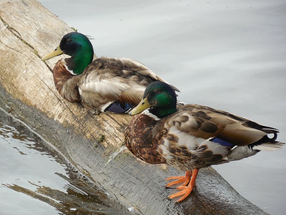 mallard, duck, bird, nature, water, wild, wildlife, feather, HD wallpaper